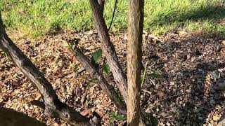 Deer continue their heroic efforts on the hydrangea ! And we appreciate it ! #deer #garden Deer Eat Hydrangea