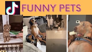 Funny Pets of Tiktok