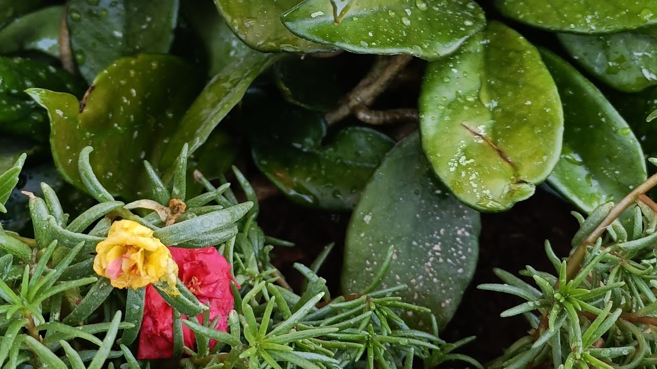 طريقة زراعة نبات الشمعه وكيفية تكاثرها والعنايه بها ،👍