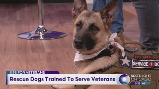 Rescue Dogs Trained To Serve Veterans by WGN News 112 views 9 hours ago 5 minutes, 24 seconds