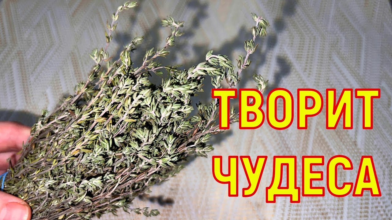 Невероятные вещи творит с организмом/ Трава которая лечит кишечник ...