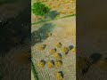 Flying Over Wheat Cultivation