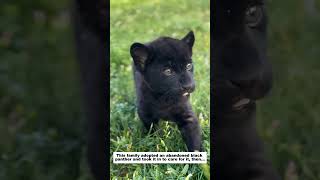 This family adopted an abandoned black panther and took it in to care for it, then...