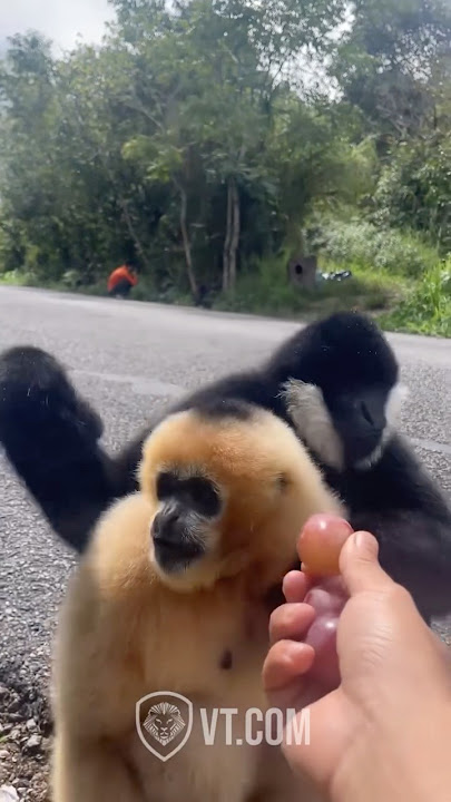 Black Monkey’s Wife Meets His Old Friend 🐒