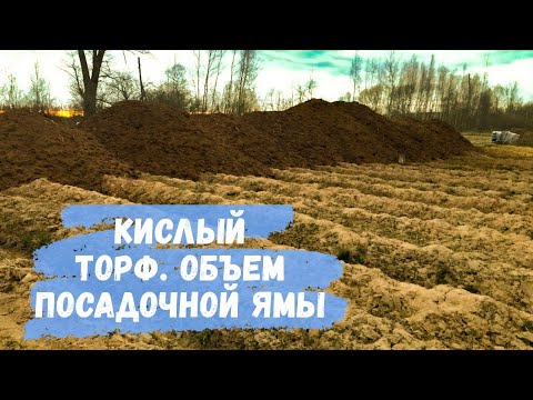 Торф для голубики. Размер и объем посадочной ямы