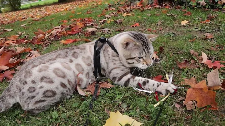 Video 4127531: lynx point male bengal