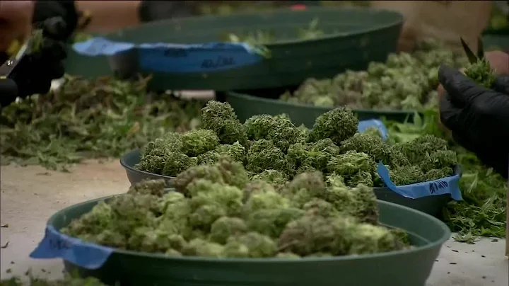 PolitiFact Wisconsin: Legalizing marijuana and the...