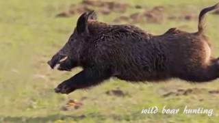 ULTIMATE Wild Boar Hunting Compilation of shooting   Chasse au sanglier Caccia Cinghiale Caza Jabali screenshot 3