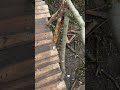 #baumhaus folge 12 im #wald in der #nature