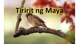 Video thumbnail of "Tiririt ng Maya"