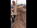 Traditional Hand-Dug Chinese Yam