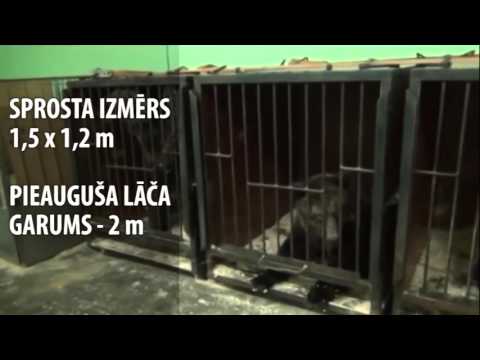 Video: ASV Cirks Maksā Naudas Sodus, Lai Nokārtotu Maksu Par Dzīvnieku ļaunprātīgu Izmantošanu