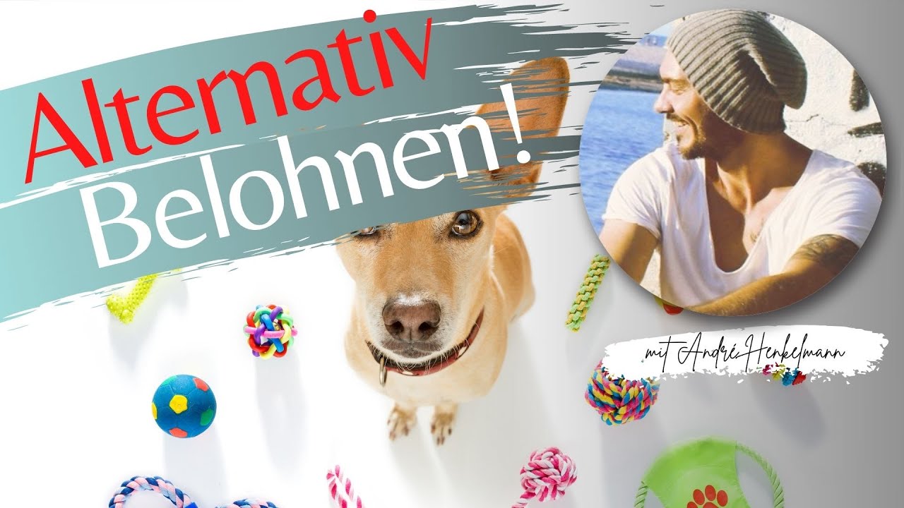 Tolle alternative Belohnungen! Hundetraining/Hundeerziehung Profi-Tipps!