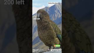 rarest birds #facts #ytshorts #shorts #shortsfeeds #shortstrending #birds #wildlife like subscribe