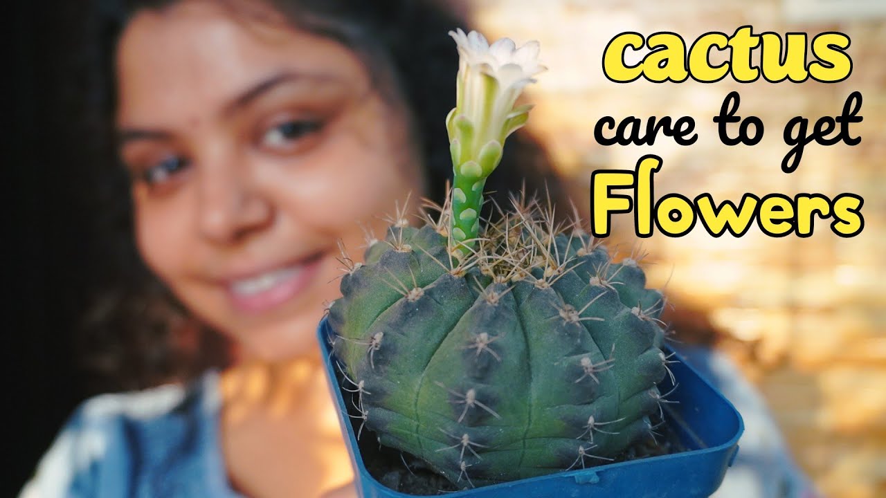 Cactus plants indoor benefits flower tips succulent cactus care you