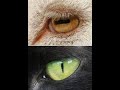 شو الفرق بين الخط الأفقي او العامودي في عين الحيوانات 