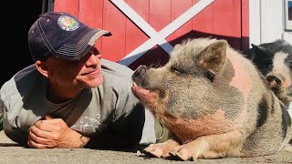 Pig Locked Away in a Dark Stall for 10 Years Has the Best Life Now