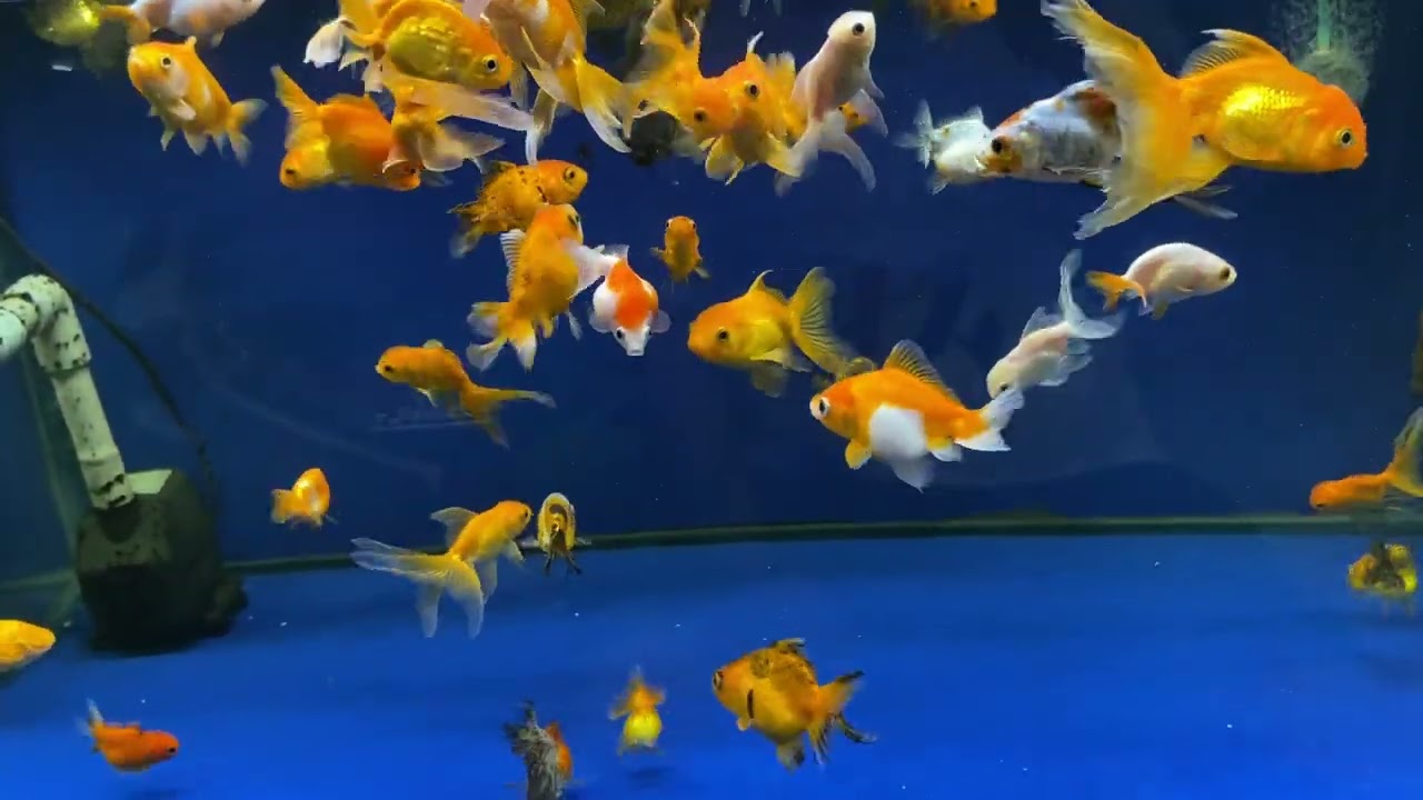 Nuôi cá vàng lâu tự nghiệm ra vấn đề rất quan trọng khi chọn cá vàng