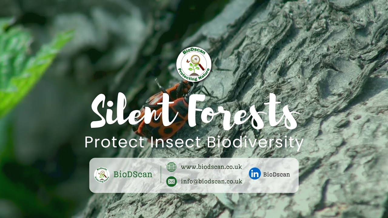 Silent Forests: The Insect Crisis & How We Can Help 🐝