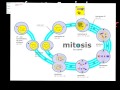 Cell Division in Prokaryotic and Eukaryotic Cells