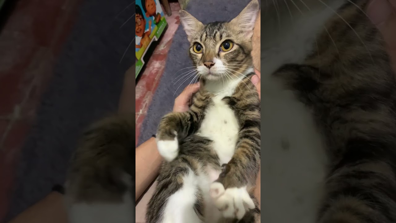 Kucing kampung gede banget 