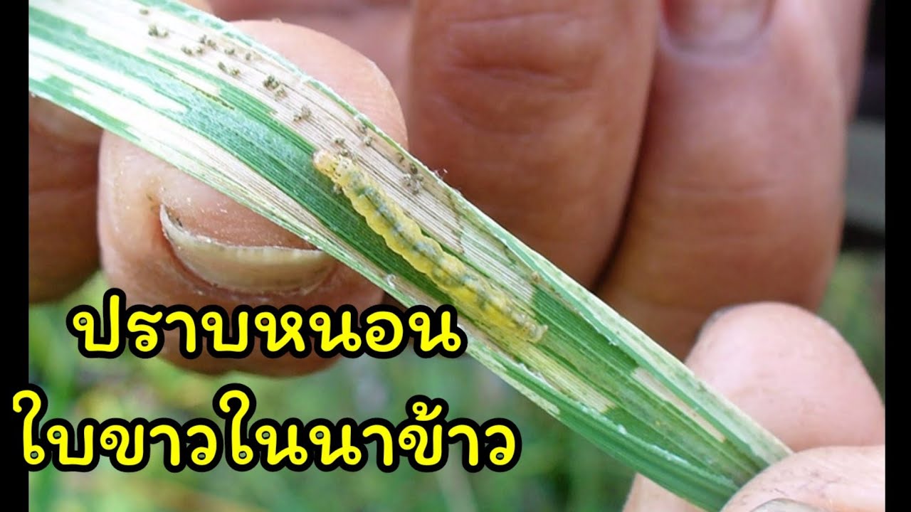 วิธีกำจัดหนอนใบขาว หนอนม้วนใบ หนอนประกบใบ ในนาข้าว #วัยรุ่นทำนา #ทำนายุคโควิค