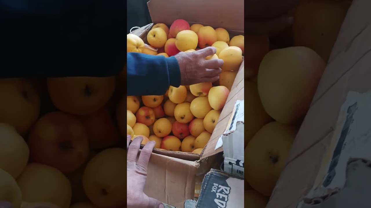 YANGIQORGʻON GAZNON QISHLOGʻI QIZIL PINKLI OLMA NARXLARI 16.12.2025