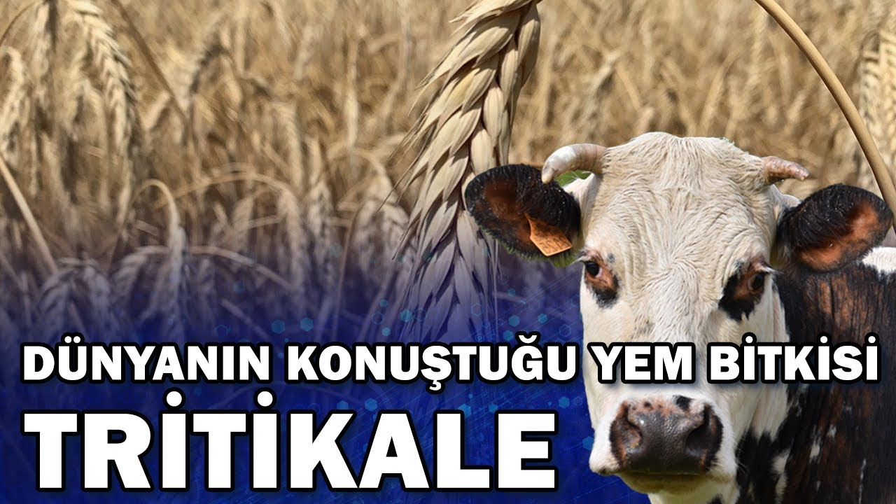 Kuraklığa Meydan Okuyan Yem Bitkisi Tritikale! 