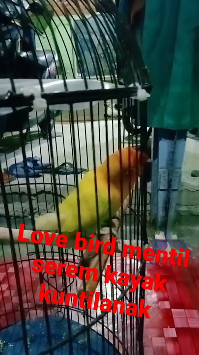 love bird suara kuntilanak ketawa... #fightermania #kacergacor #kicaumania #lovebirdmania #kenarim