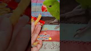 mitthu ki mast band😂😂🦜 #viral #parrot #funny #petlover #petcontent #fyp #explore #youtubeshorts