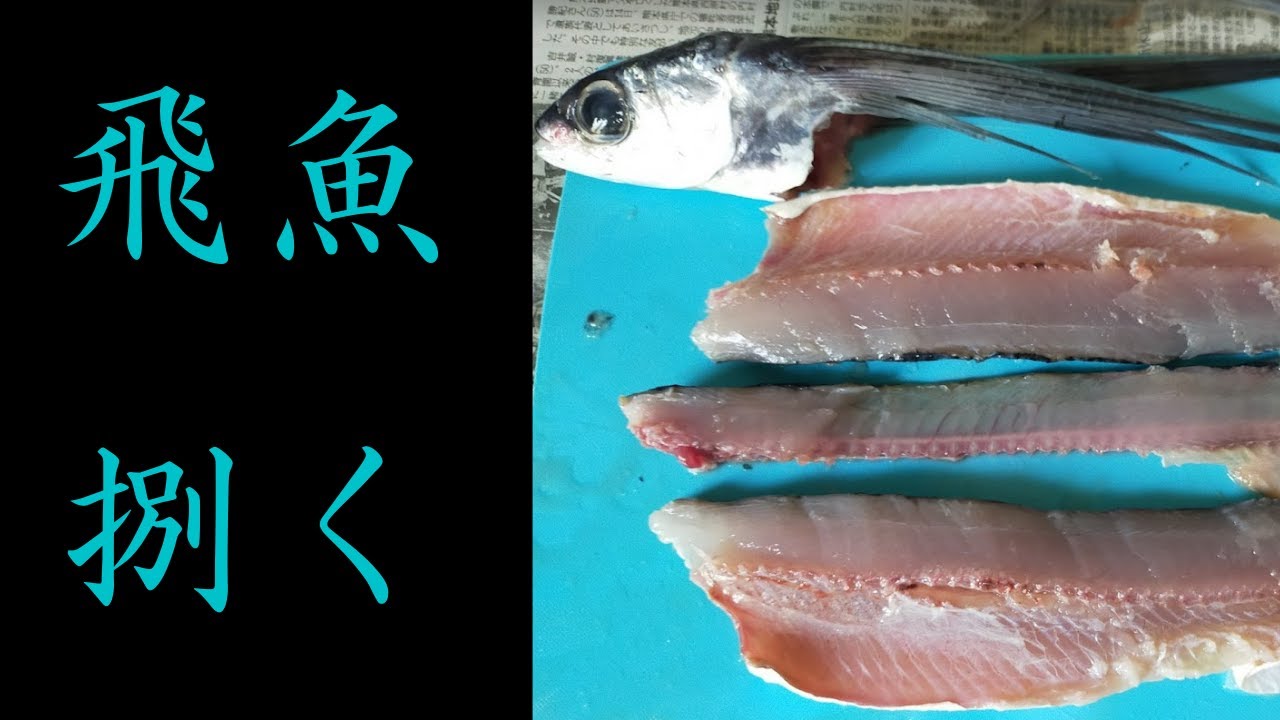 魚さばき トビウオの三枚おろし 刺身と塩焼きで食べる Youtube