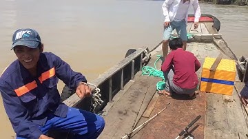 Cá Ngát Trên sông cần giờ