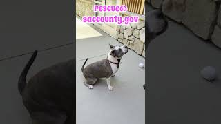 Ella Pittie Needs Out By 81325 5Pmbradshaw Shelter Sacramento, Ca