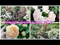 Великолепный розовый сад! Более 200 шикарных кустов роз на Подмосковном участке