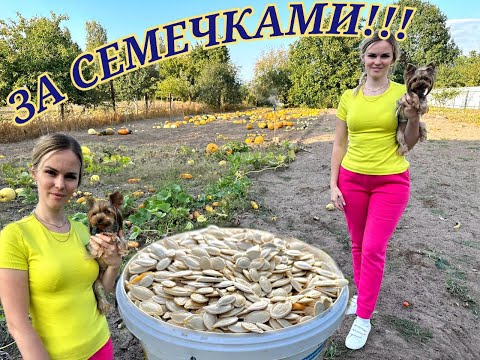 В ДЕРЕВНЮ ЗА СЕМЕЧКАМИ || ВСТРЕТИЛИ ЗМЕЮ || NADIK TV