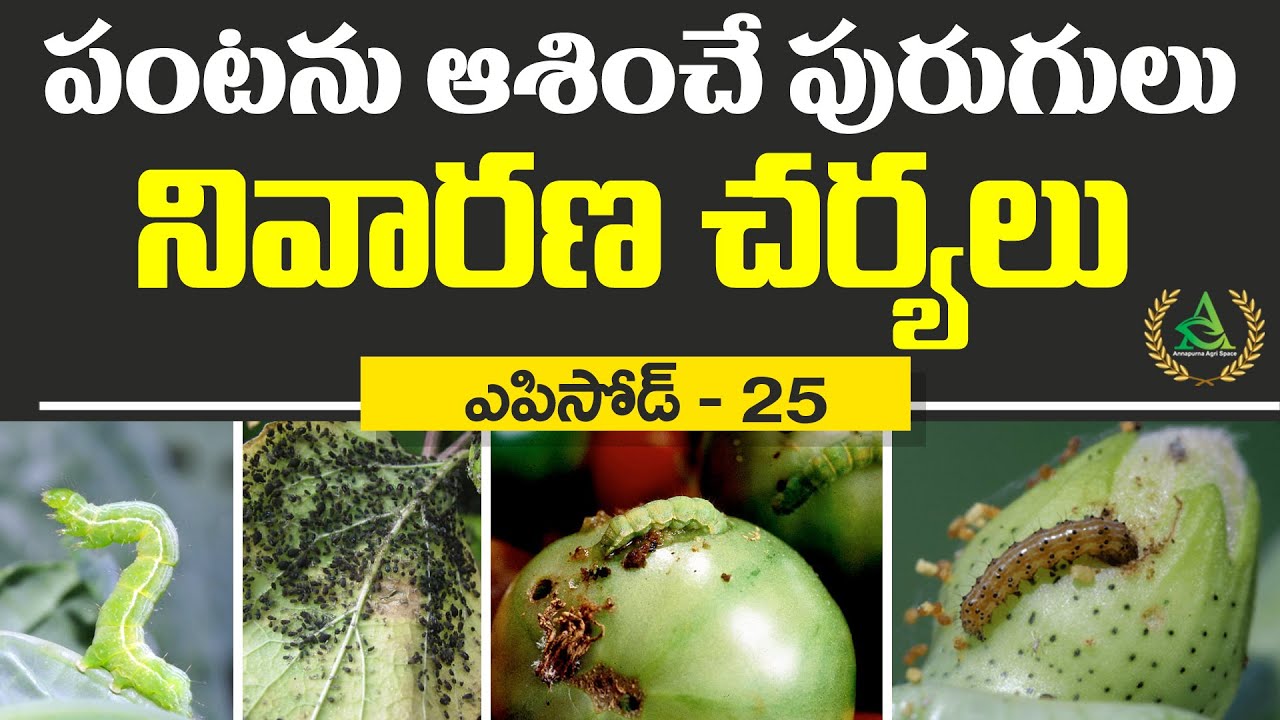 ఎపిసోడ్ 25_ పంటను ఆశించే పురుగులు - నివారణ చర్యలు | Crop mites - preventive measures #agriculture