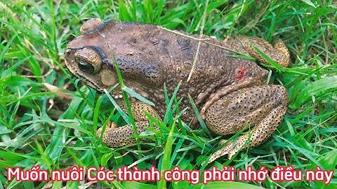 Muốn NUÔI CÓC thành công phải ghi nhớ điều này