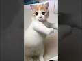 😹 Cats Doing Cats Things 😹 #shorts #funnycat #fyp