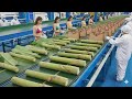 How Bags Are Made From Banana Tree Fiber | Inside a Modern Eco Factory