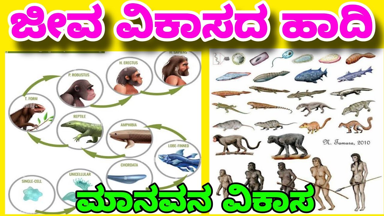 ಮಾನವನ ಜೀವ ವಿಕಾಸ . HUMAN EVOLUTION - YouTube