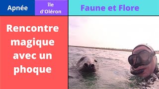 rencontre avec un phoque sur l'ile d'Oléron