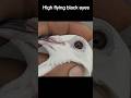 high flying black eyes pigeon
