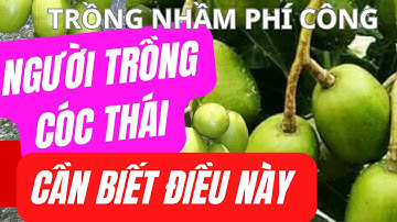 Cần Biết Điều Này Khi Trồng Cóc Thái Cây Cóc Thái không Ra Quả  Cách Trồng Và Chăm Sóc Cây Cóc Thái