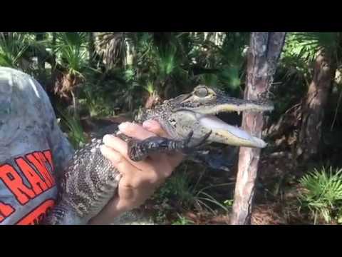 babcock swamp buggy tour