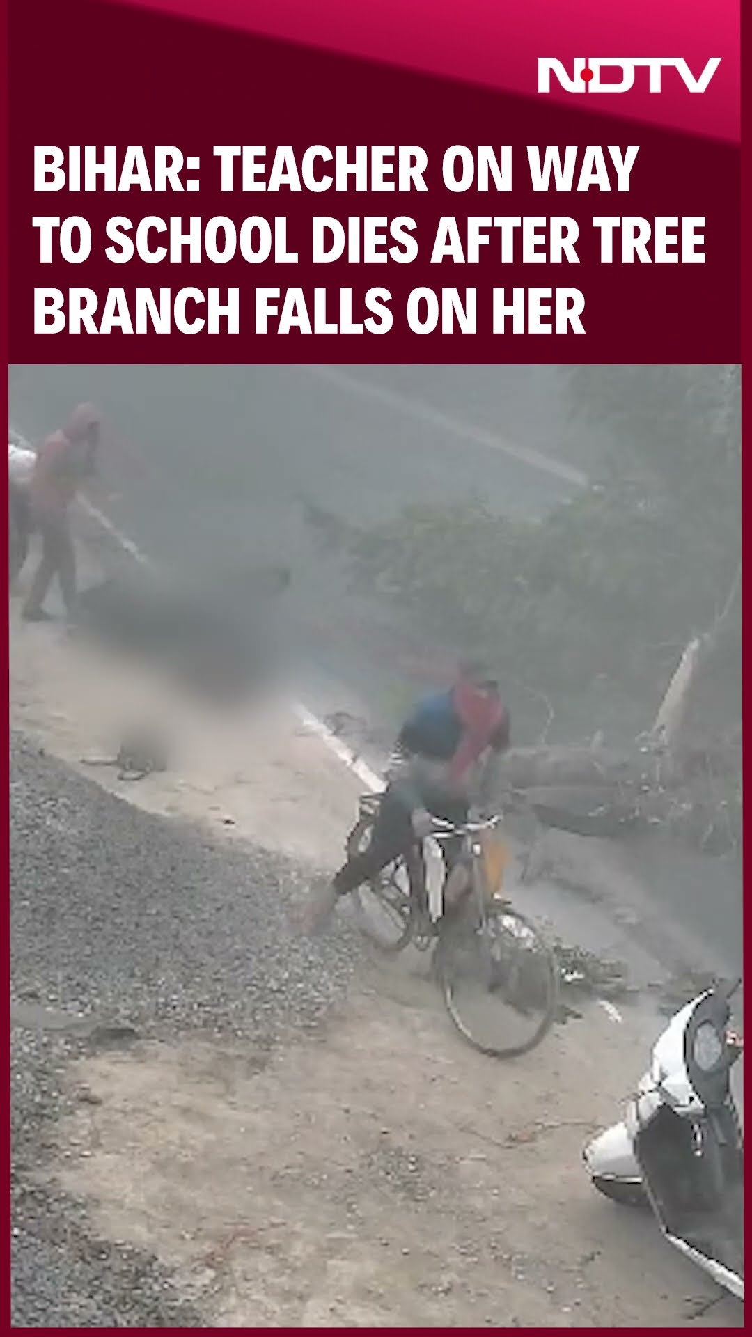 Bihar News | Teacher On Way To School Dies After Tree Branch Falls On Her In Bihar