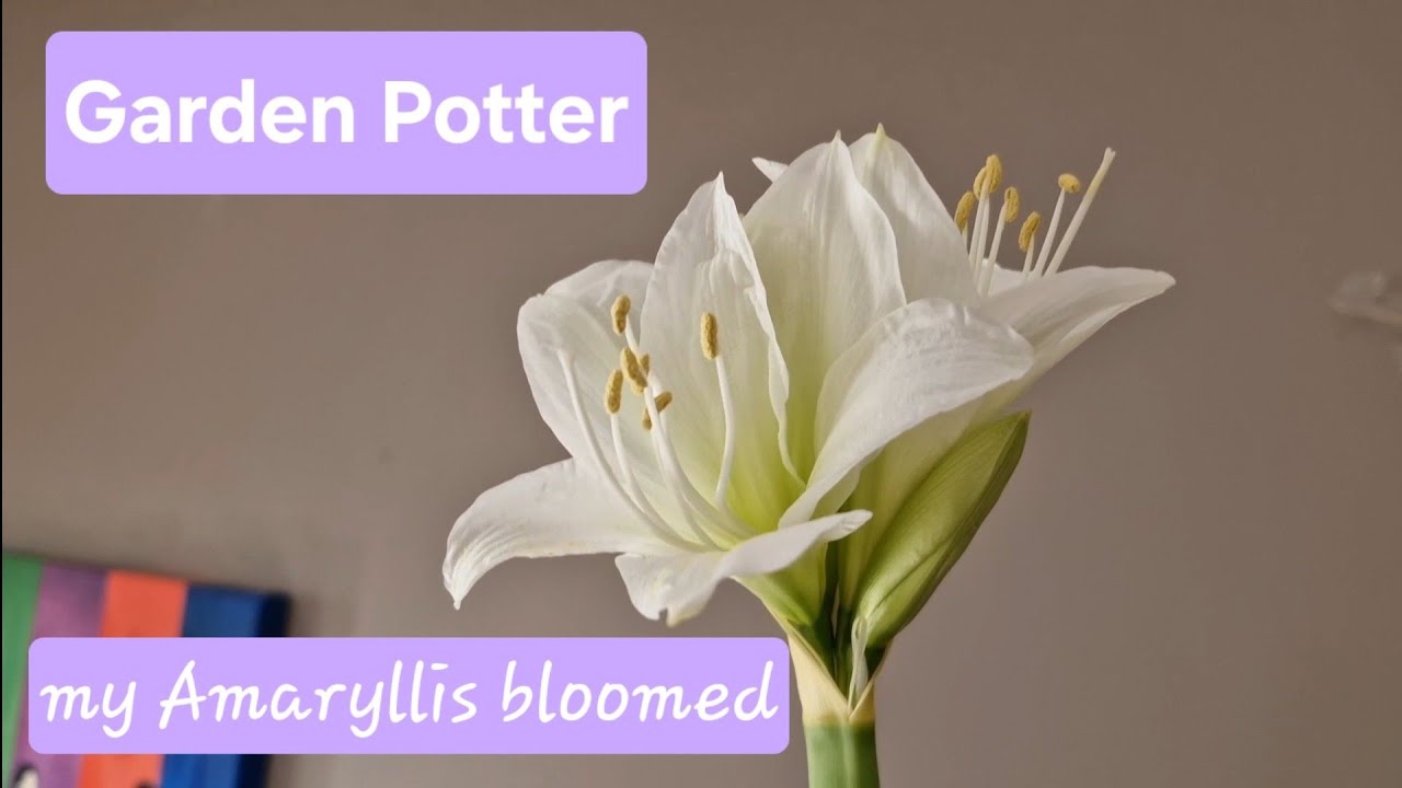 Garden Potter, my amaryllis bloomed 💚 (at the very end of this video)