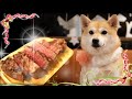 4歳の誕生日に念願の松坂牛シャトーブリアンを食べる柴犬
