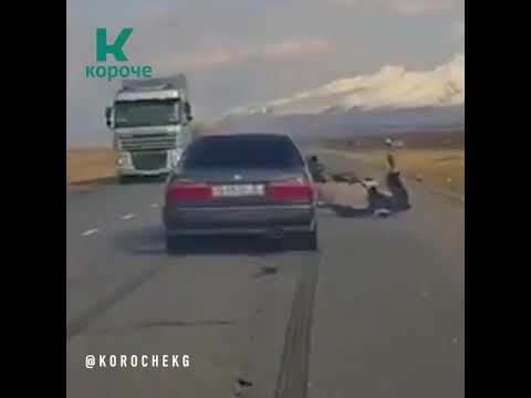 Сбил корову кто виноват водитель или хозяин коровы
