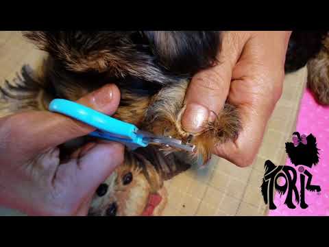 Video: Cómo Se Cortan Las Uñas A Los Cachorros