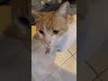 ‏سبحان الله القطط بتفهم😍😄# فداك أي حاجة يابوسي😂￼￼￼